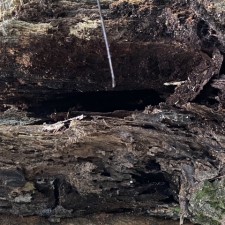 Hazardous Live Oak Removal in Johns Island, SC