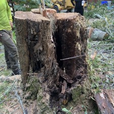Hazardous Live Oak Removal in Johns Island, SC