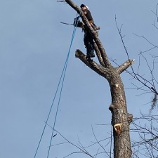 2 Large Pine Tree Removal in Seabrook Island, SC