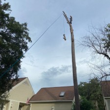 2 Large Pine Tree Removal in Seabrook Island, SC