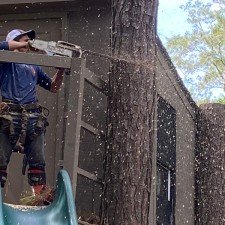 Removal of Pine Trees in Johns Island, SC