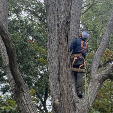 Tree Pruning and Dead Tree Removal in Seabrook Island, SC