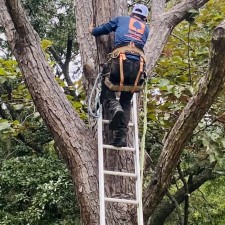 Tree Pruning and Dead Tree Removal in Seabrook Island, SC