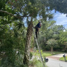 Tree Pruning and Dead Tree Removal in Seabrook Island, SC