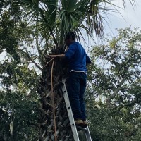 Tree Service