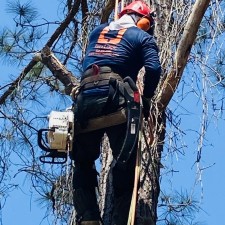 Tree Service and Trimming at Episcopal Church of Our Savior on Johns Island SC