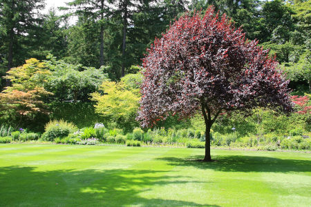 5 Reasons To Keep Your Trees Trimmed