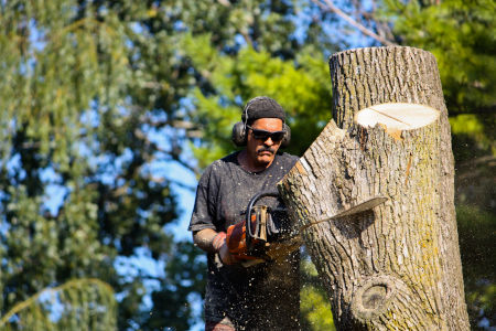 How To Prepare For Tree Removal Services