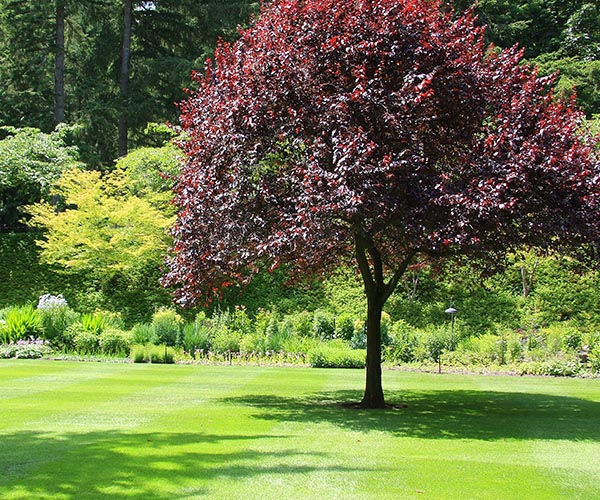 Tree Removal