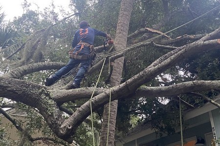 Emergency Storm Damage Tree Removal