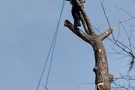 Hazardous Live Oak Removal