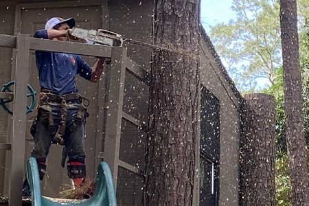 Hazardous Live Oak Removal