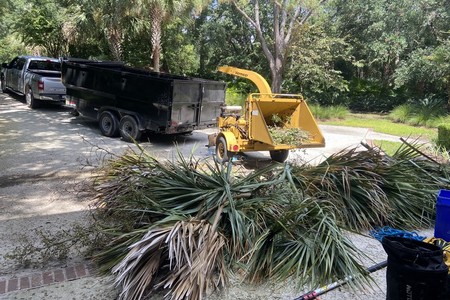 Tree Pruning and Dead Tree Removal