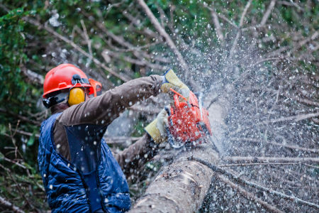 Tree Removal