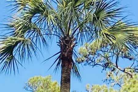 Tree Trimming