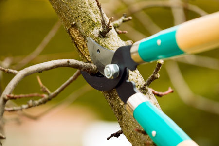 Tree Trimming